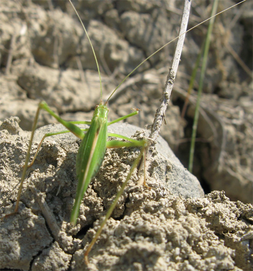 Ortotteri del Parco dei Gessi Bolognesi